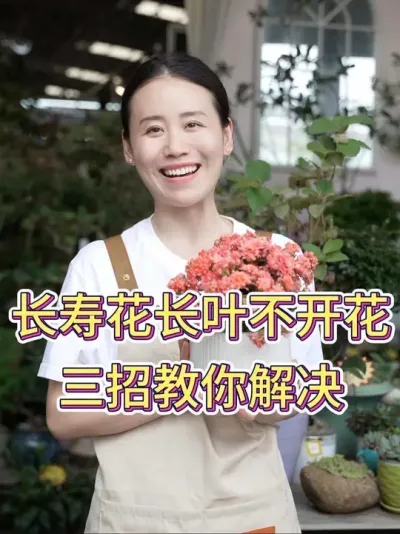长寿花长叶不开花，三招教你解决#长寿花 #长寿花养护 #花卉绿植 #养花小知识 #养花人的乐趣