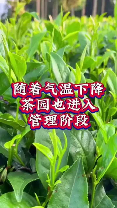 #服务三农支持三农 #茶树 #抖音助农扶农 #茶树种植技术与管理
