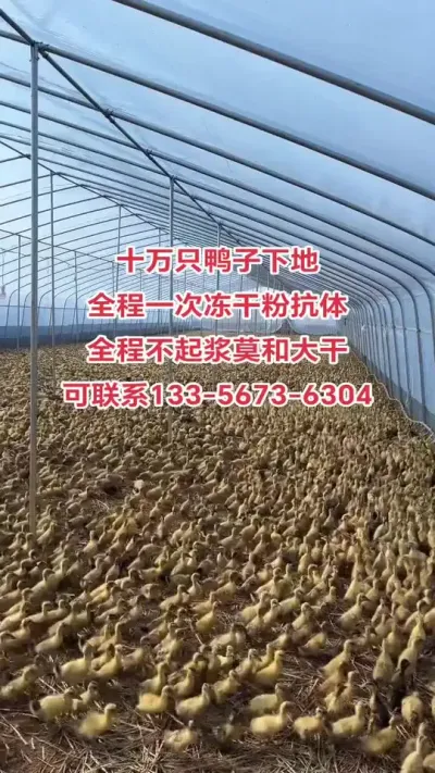 #肉鸭养殖 #养鸭人 #养殖技术交流 #养鸭