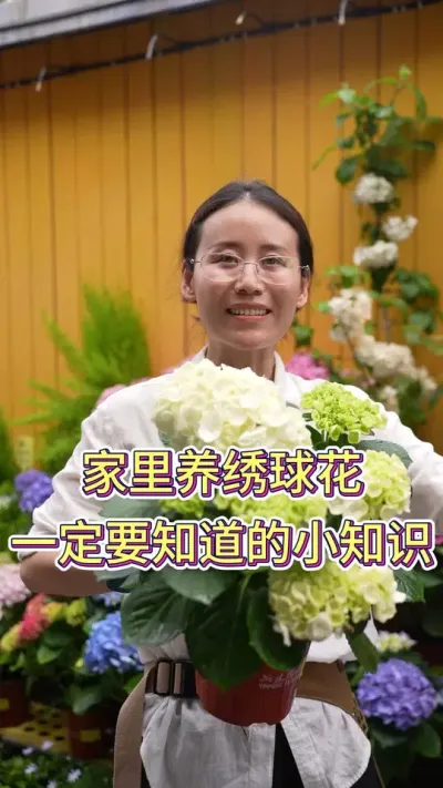 家里养绣球花，一定要知道的小知识#绣球花的快乐 #绣球花 #养花小知识 #养花人的乐趣 #绣球花海