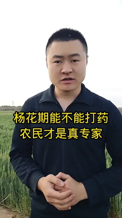 #病虫害防治#小麦管理#肥料#抖音助农#关注我每天分享农业知识