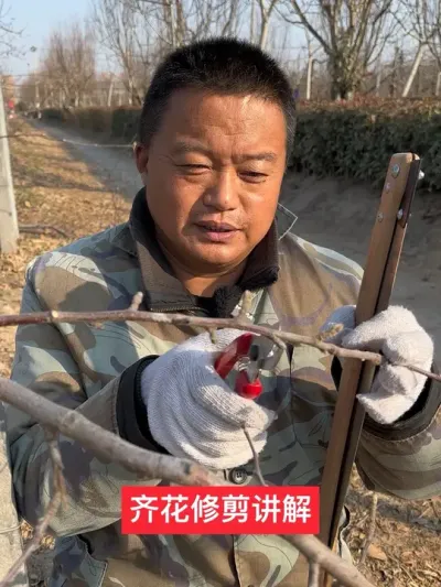 #新农人计划2025 #苹果树修剪 #果树技术交流 #抖音助农 #病虫害防治