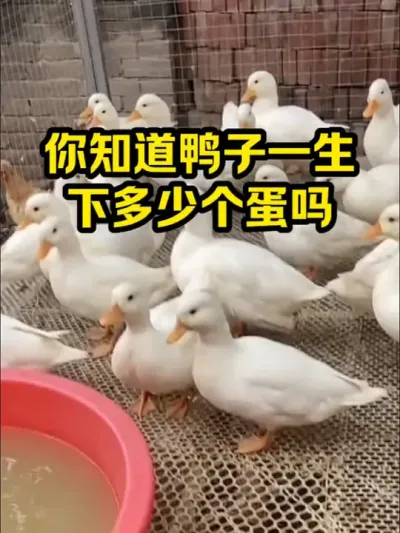 你知道鸭子一生，能下多少颗蛋蛋 #抖音三农#养殖#养鸭