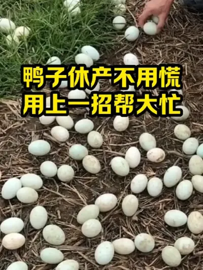 鸭子休产不用慌，用上一招帮大忙 #抖音三农#养殖#养鸭