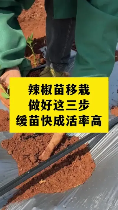 辣椒苗移栽做好这三步，缓苗快成活率高#农业种植 #辣椒种植 #三农