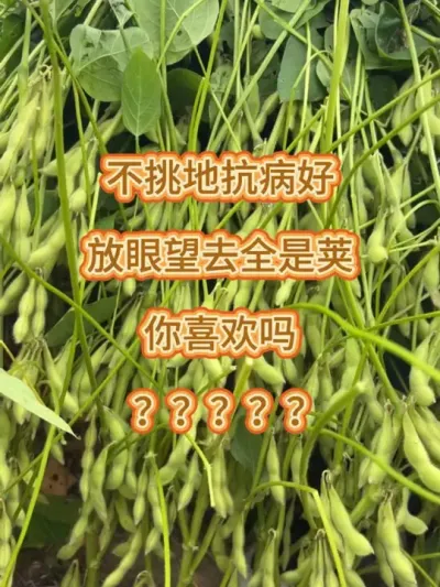不挑地抗病好，放眼望去全是荚 #服务三农支持三农 #抖音助农 #大豆 #大豆高产 #高产大豆