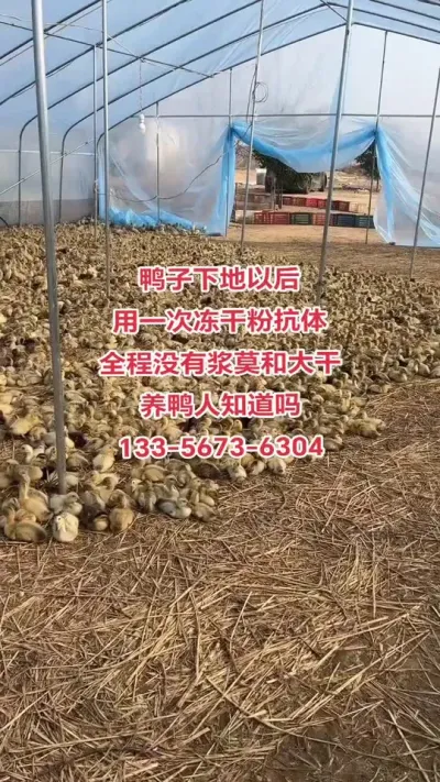 #养鸭人 #冻干粉