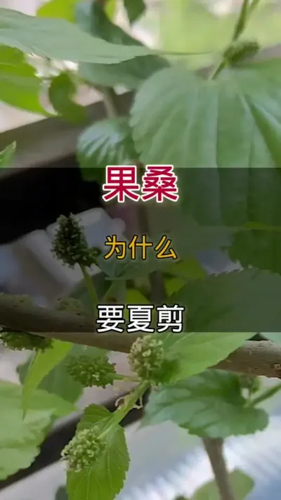 果桑为什么要夏剪#果桑#种植小技巧