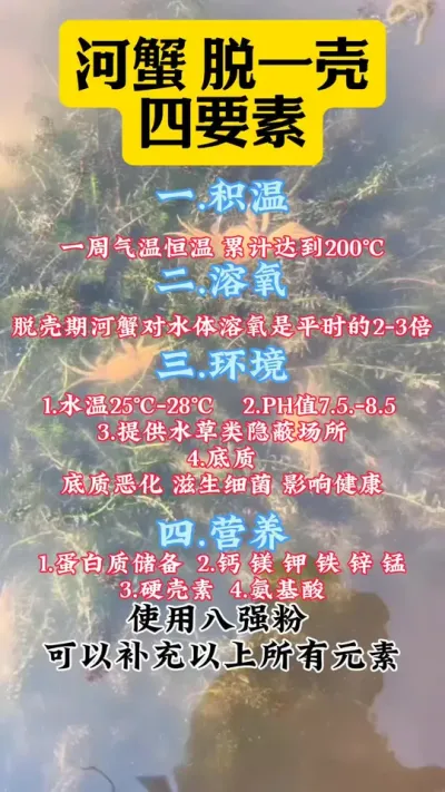 河蟹脱壳使用八强粉可以补充全部所需营养！评论区留言#八强粉#大闸蟹养殖#河蟹养殖#螃蟹养殖 #抖音助农