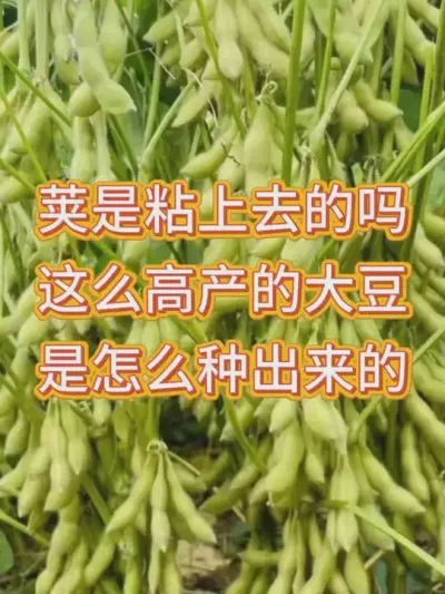 优质大豆种子，丰收的起点，助您轻松实现丰收梦想 #服务三农支持三农 #抖音助农 #产量特别高 #种子 #抖音助农扶农