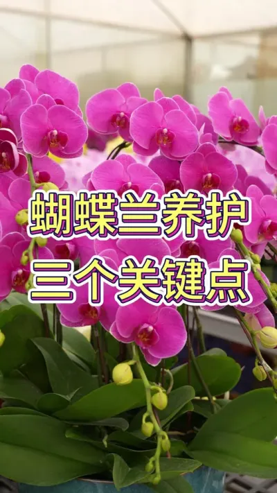 养好蝴蝶兰，这三点是关键#蝴蝶兰 #花卉 #蝴蝶兰养护法 #花卉绿植 #年宵花