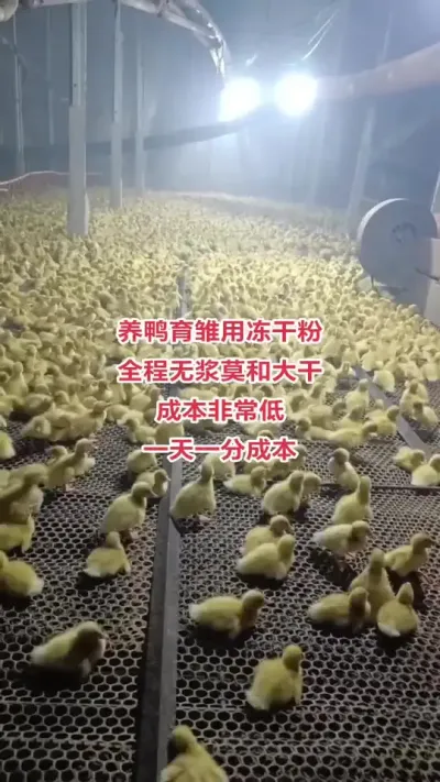 #养鸭技术#养鸭流程#养鸭技术分享