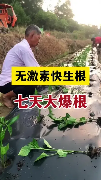 无激素快速生根，三天生新根，七天大爆根#分享农业知识帮农民增产增收 #生根壮苗 #三农