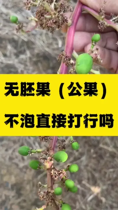 无胚果小果，公果不泡直接打能长大吗 #无胚果#膨大拉长拉直素 #金煌芒