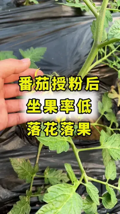 西红柿授粉后，坐果率低，落花落果！#西红柿种植 #农业种植 #传播农业小知识 #西红柿授粉 #蔬菜种植