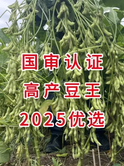 2025想要稳产增收，看看这个豆种再决定 #三农流量扶持计划 #抖音助农 #大豆种植 #增产增收才是硬道理 #产量特别高