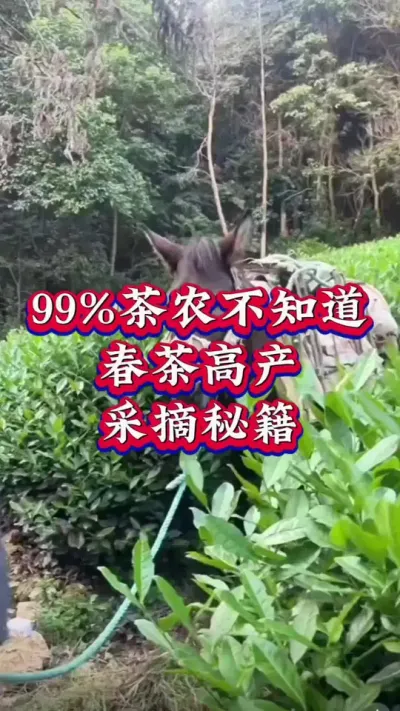 #春茶采摘 #抖音助农扶农 #服务三农支持三农 #茶树高产小妙招 #茶树种植技术与管理