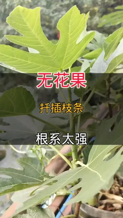 无花果