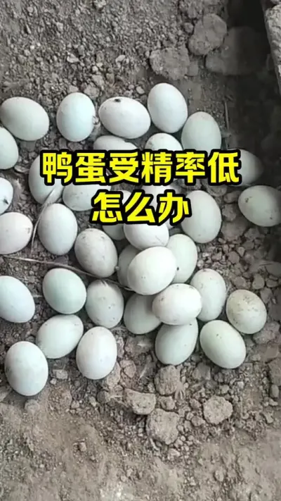 鸭蛋受精率低，怎么办#抖音三农#养殖#养鸭