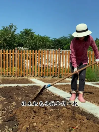 冬天收完菜后，记得土里洒上羊粪有机肥，明年种菜更好用 #我的小菜园 #田园生活 #羊粪有机肥
