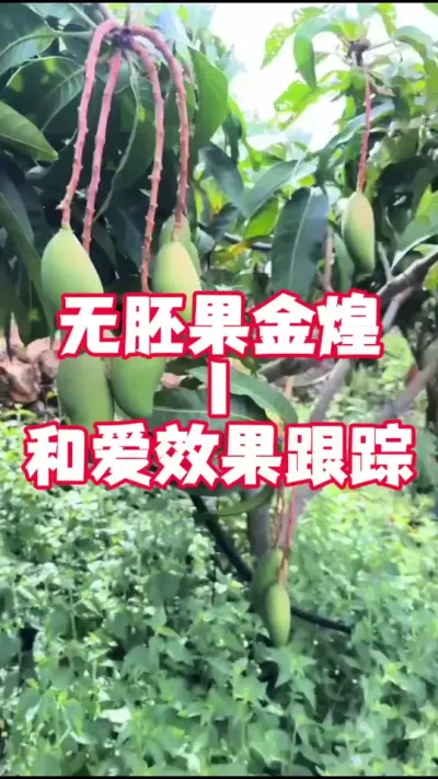 小金煌效果跟踪1--和爱村，浸果2次 每一个果都很漂亮，工人舍不得下手，还留的多#服务三农支持三农 #拉长膨大靓果技术