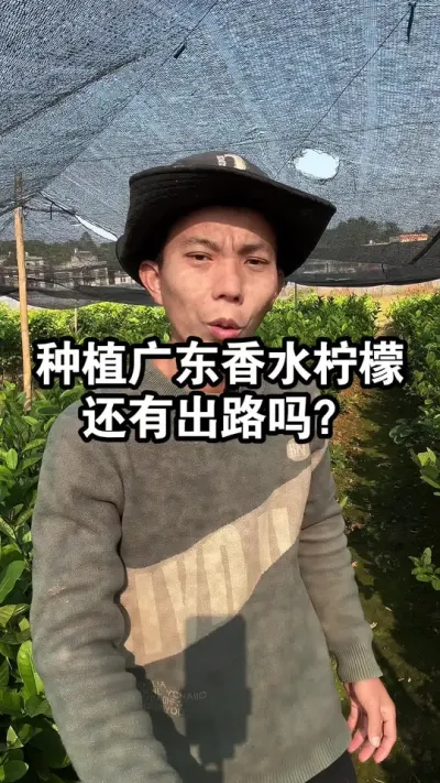 广东香水柠檬收购4~5元1斤了，现在种植香水柠檬还有出路吗 #果苗供应 #香水柠檬 #广东香水柠檬