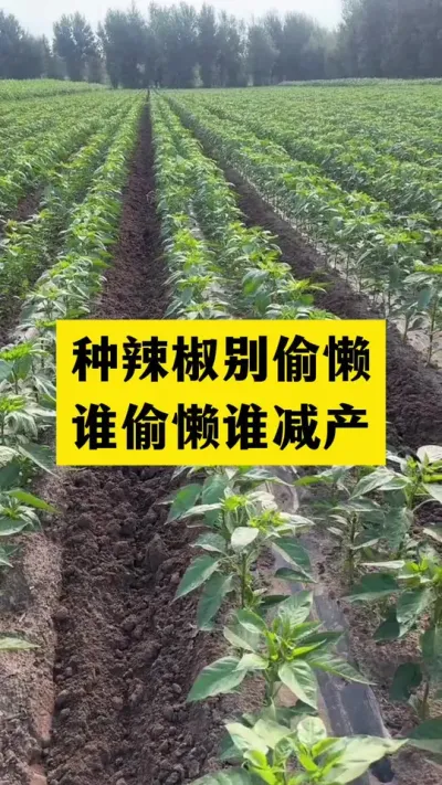 种辣椒一定不能偷懒，谁偷懒谁减产#分享农业知识帮农民增产增收 #三农 #抖音助农