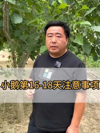 @老张养鸭鹅技术服务部 #助力三农 #养殖创业 #每天分享养殖技术和经验 #养鹅人 #养鹅技术分享
