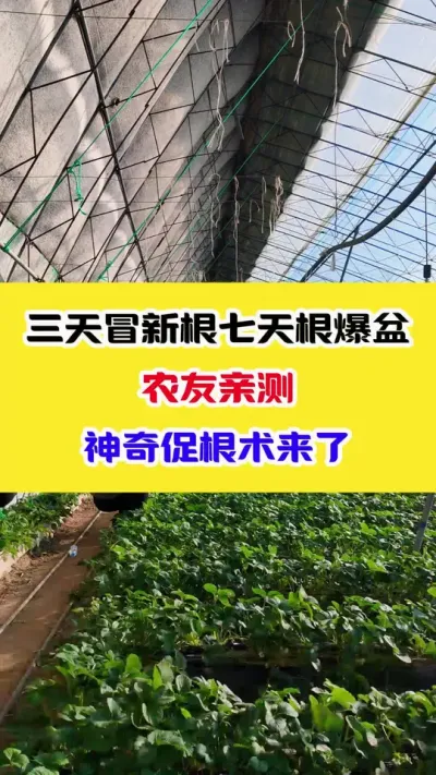 三天冒新根七天根爆盆 ，农友亲测神奇促根术来了#生根壮苗 #种植小技巧 #农业种植技术 #种植技术
