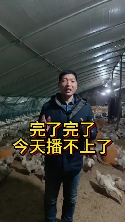 完了完了今天又播不上了#科学养鹅 #养鹅技术分享 #三农养殖 #狮头鹅养殖 #鹅