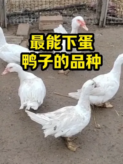 最能下蛋，鸭子的品种 #抖音三农#养鸭#养殖