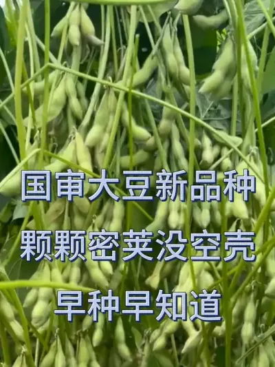 高产大豆，亩产700斤 #服务三农支持三农 #抖音助农 #优质农产品 #产量特别高 #新农人计划