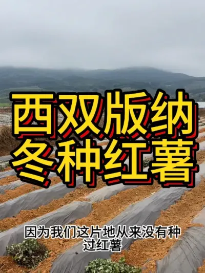 在云南这个时候开始种红薯，你敢相信吗？#农业种植 #红薯种植 #种植基地 #农业 #节点施肥