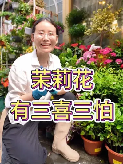 茉莉花有三喜三怕#茉莉花 #茉莉养护 #花卉绿植 #养花小知识 #养花人的乐趣