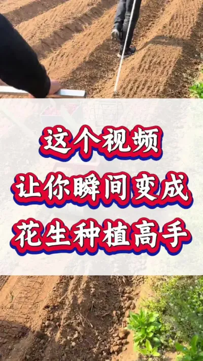 这个视频让你瞬间成为花生种植高手。#花生种植 #花生高产 #种花生 #花生种植管理技术 #花生高产种植