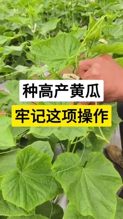 种高产黄瓜，牢记这项操作 #黄瓜 #黄瓜种植 #黄瓜高产种植 #黄瓜管理要点 #农业种植技术