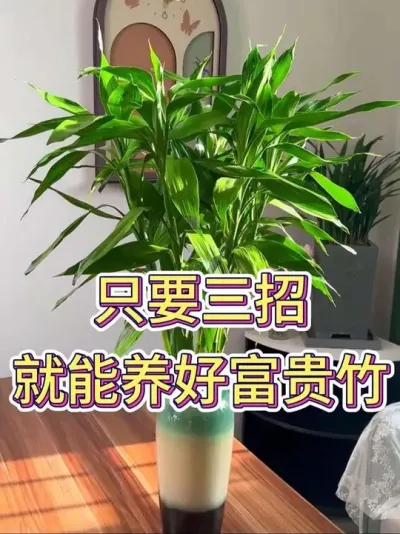只要三招就能养好富贵竹#富贵竹 #富贵竹怎么养 #花卉绿植 #养花小知识 #养花我是认真的