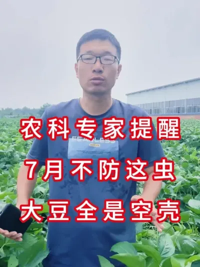 大豆种植户速看，症青真相曝光 #三农流量扶持计划 #抖音助农 #农业植保知识分享 #大豆种植 #农业种植
