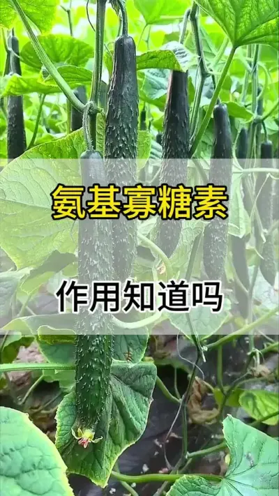 氨基寡糖素的作用 #黄瓜 #黄瓜种植 #黄瓜高产种植 #服务三农支持三农 #三农
