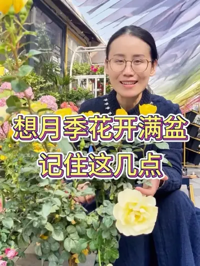 想月季花开满盆，记住这几点#月季 #养花小知识 #花卉绿植 #月季养护 #种植小技巧