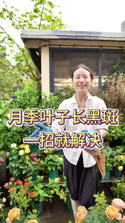 月季叶子长黑斑，一招就解决#花卉绿植 #养花小知识 #养花人的乐趣 #月季 #月季养护
