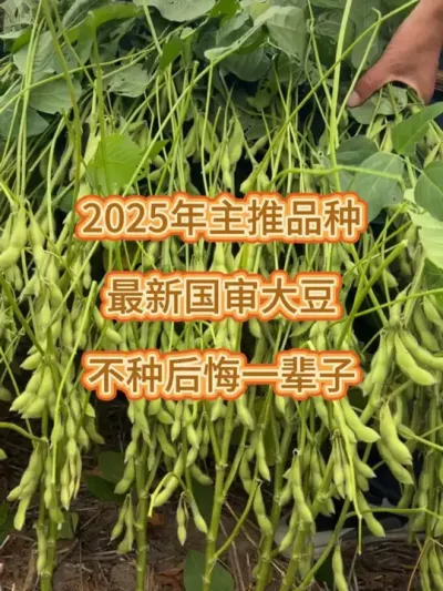 2025年主推品种，最新国审大豆 #抖音助农 #服务三农支持三农 #三农 #大豆高产 #高产大豆