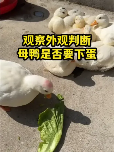 观察外观判断，母鸭是否要下蛋 #抖音三农#养殖#养鸭