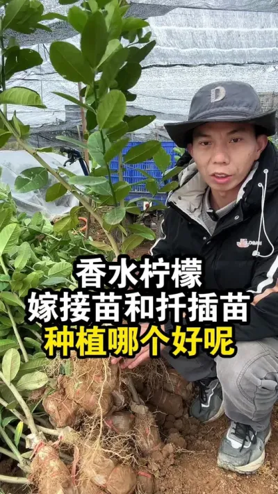 香水柠檬嫁接苗和扦插苗，种植哪个比较好呢 #果苗供应 #广东香水柠檬 #香水柠檬