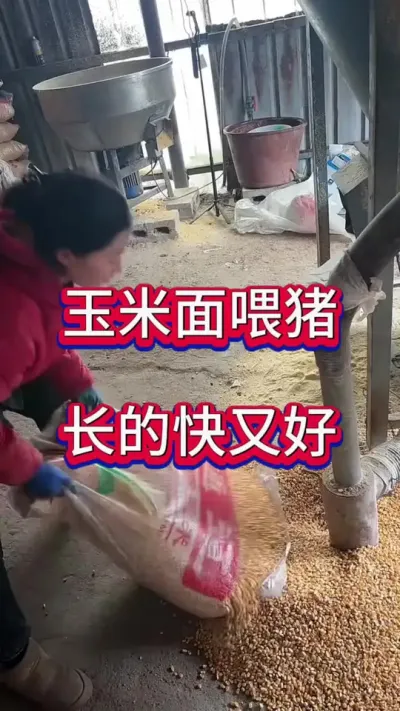 #养猪人加油干 #三农 #养猪人不容易 #自繁自养母猪 #三农养猪