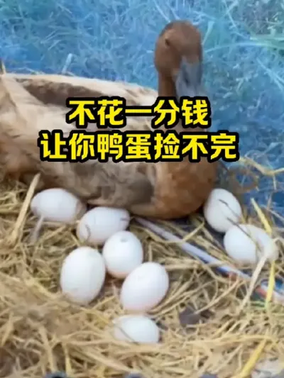 不花一分钱，让你鸭蛋捡不完 #抖音三农#养殖#养鸭