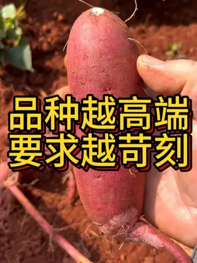 高端品种的红薯是不要求很高？#农业种植 #红薯种植 #红薯种植技术 #节点施肥 #三农