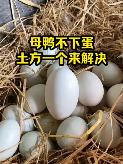 母鸭不下蛋，土方一个来解决 #抖音三农#养鸭#养殖