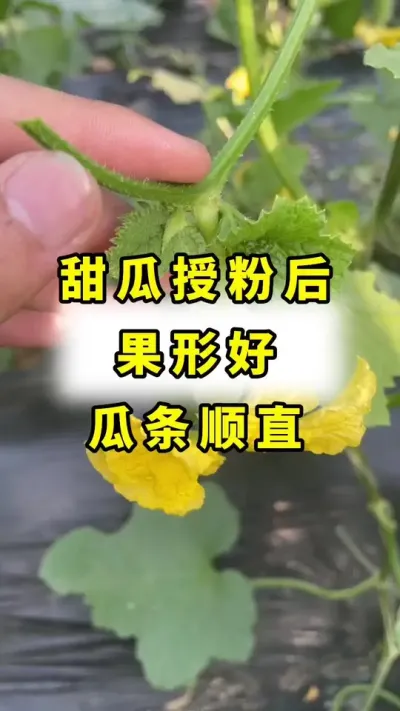 博洋甜瓜授粉，果形好，膨大快，不畸形！#传播农业小知识 #甜瓜种植 #农业种植 #蔬菜种植 #甜瓜授粉