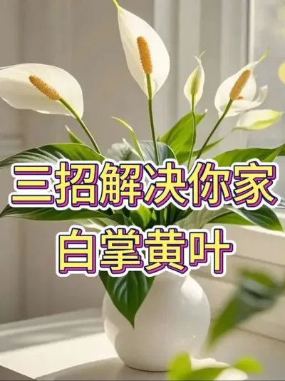 三招解决你家白掌黄叶#白掌 #白掌又叫一帆风顺 #白掌养护知识 #花卉绿植 #养花小知识